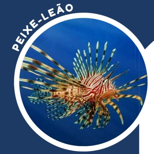 Peixe-Leão 